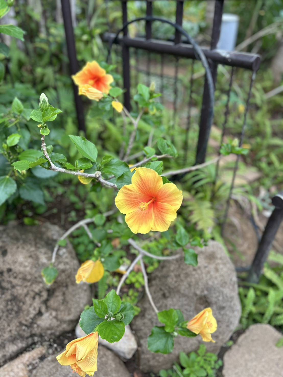 ぷーすけの写真